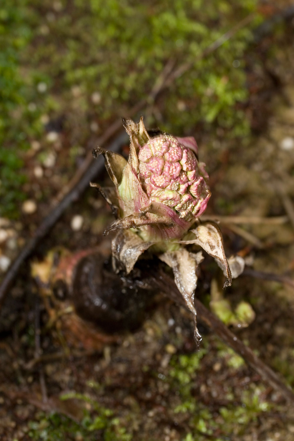 In acqua - Petasites hybridus